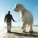 15 Incredible Pics Of Giant Dog | Just Awesome | Reckon Talk