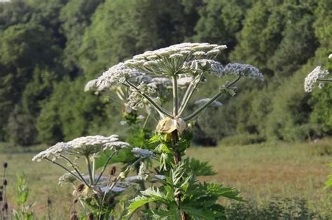 Giant Hogweed All You Need To Know About Britains Most Dangerous