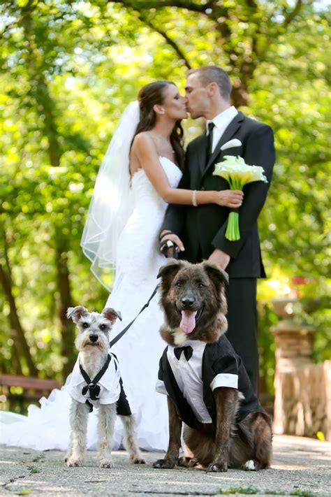 A Blue And Black Canadian Wedding With Dog Ring Bearers