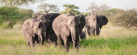 Best 6 Days Kenya Safari From Nairobi Lodge And Camping Kenya Safari