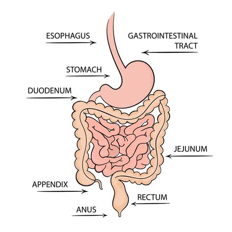 Digestive Health 101 Cant Ignore That Gut Feeling