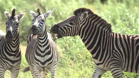 Zebra, plains zebra, equus pages: Zebras Fighting, Slow Motion. Kruger, South Africa - YouTube
