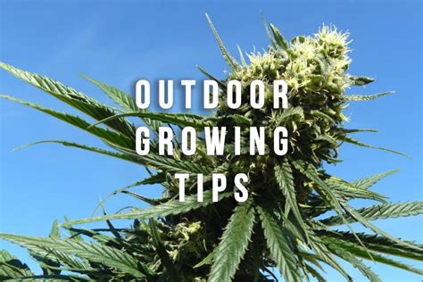 Cannabis Seeds For Growing Outdoors Discount Cannabis Seeds