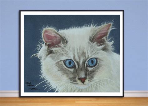 Ragdoll Cat Fine Art Giclee Print From Hand Drawn Coloured Pencil