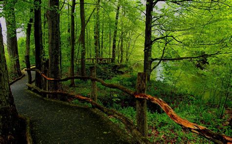 Landscape Nature Tree Forest Woods Path Wallpapers Hd Desktop