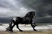 Meet Frederick the Great - the world’s most beautiful horse