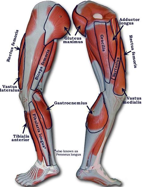 Leg muscles functions to perform all the motions and movements of the lower limb like standing… these muscles on the back of the thigh are termed the hamstring muscles (latin ham = back of thigh). This page enables you to access models for studying. | Leg ...