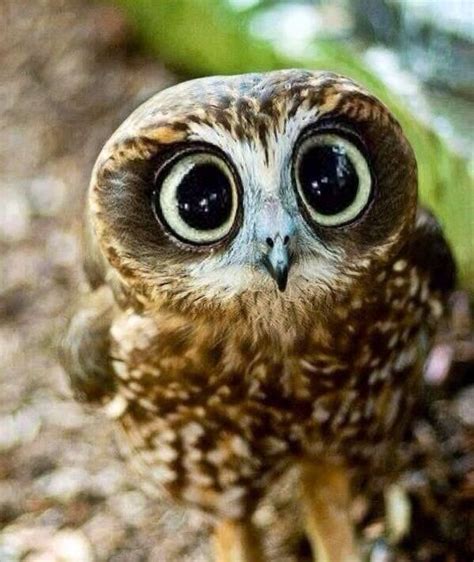Cute Little Owl With Big Eyes ♥ Cute Wildlife Animals