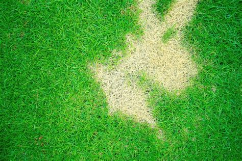 Fungus Control Guide For Lawns Trugreen