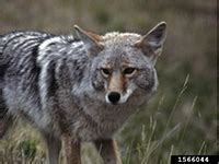 They could possibly explain all but the. Nocturnal Animal Sounds of New York State