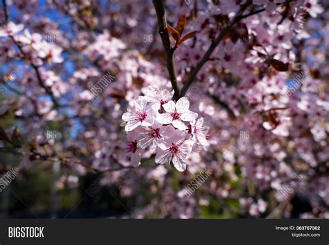 Pink Flowers Blooming Image And Photo Free Trial Bigstock