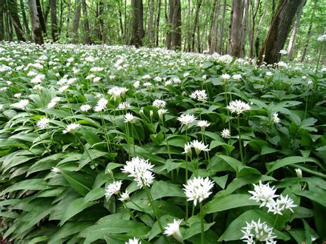 Foraging Manchesters Best Spots For Picking Wild Garlic