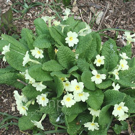 Primula Vulgaris English Primrose Information Pictures