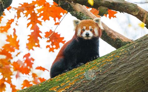 Download Wallpaper 2560x1600 Red Panda Tree Leaves Blur Wildlife