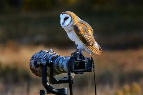 Top Best Camera For Wildlife Photography In Fortravelista