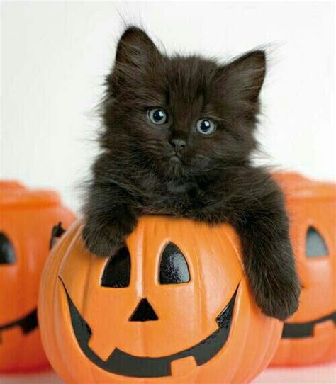 Pumpkin Kitty 🐱🎃 Kittens Cutest Cute Animals Animals