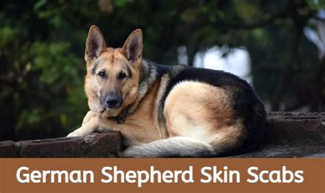 German Shepherd Skin Scabs Everything You Need To Know