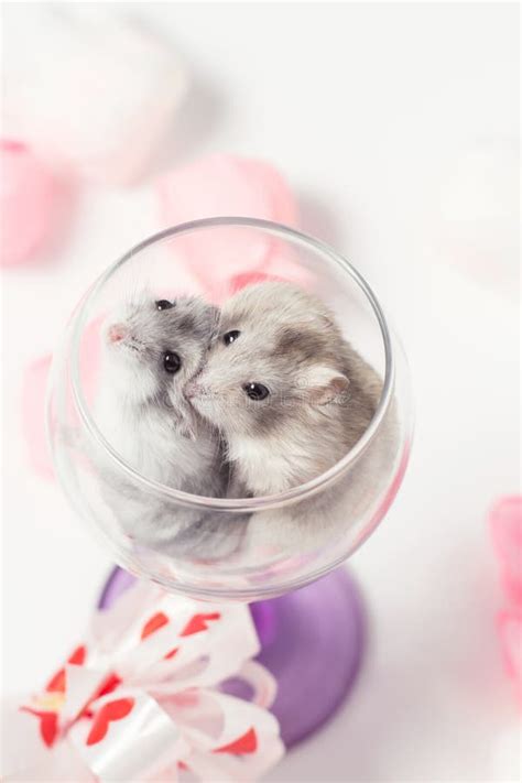 Cute Couple Of Hamsters In A Glass Stock Image Image Of Fluffy