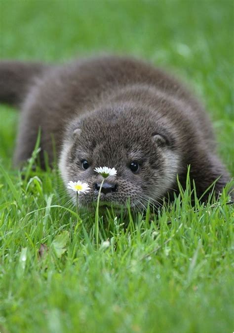 Baby Otter Inspecting Some Daisies Too Cute For Words With Images