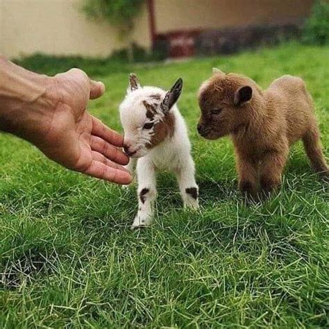Miniture Kids Goats In 2020 Baby Farm Animals Baby Animals Super