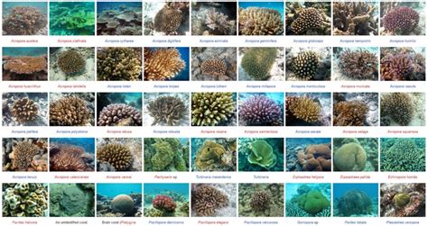 Coral Taxonomy Project Reefscapers Coral Propagation And Reef