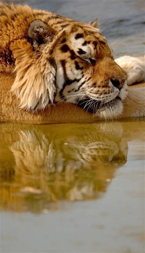 367 Best Images About Bengal Tiger On Pinterest Golden