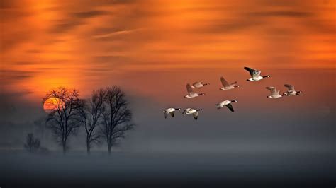 Flight Sunset Geese In Flight Fog Wood Red Sky Art Hd