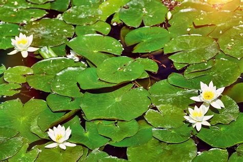 Controlling Water Lilies In Ponds How To Stop Water Lilies From Spreading
