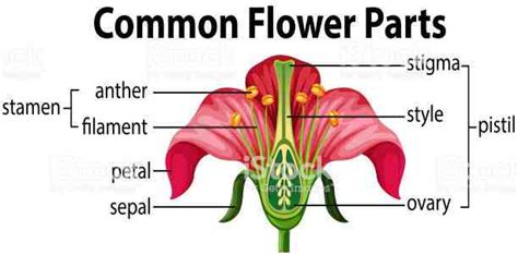 Plant Propagation Sexual Propagation In Plants