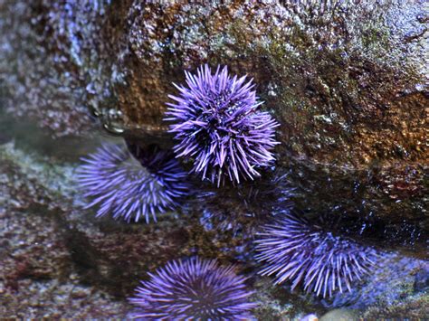 Purple Sea Urchin By Rons Aquarium Photos Strongylocentrotus