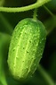 Cucumber (cucumis Sativus) Photograph by Maria Mosolova/science Photo ...