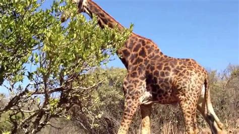Only In Africa Giraffe Attacks Cyclist Youtube