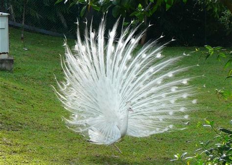 Gods Wonderful Creation White Peacock At St John