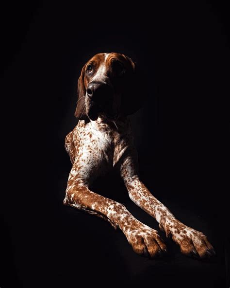 14 Pictures Only Coonhound Owners Will Think Are Funny The Dogman