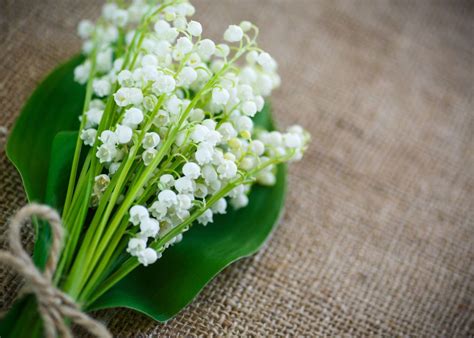 Fête Du Muguet Pourquoi Offrir Du Muguet Le 1er Mai