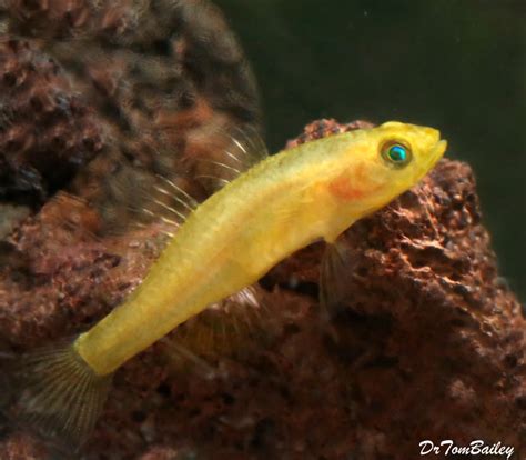 Premium Rare Freshwater Goby Golden Rexi Goby Nano Fish