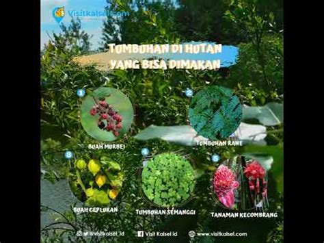 Tumbuhan Di Hutan Yang Bisa Dimakan YouTube