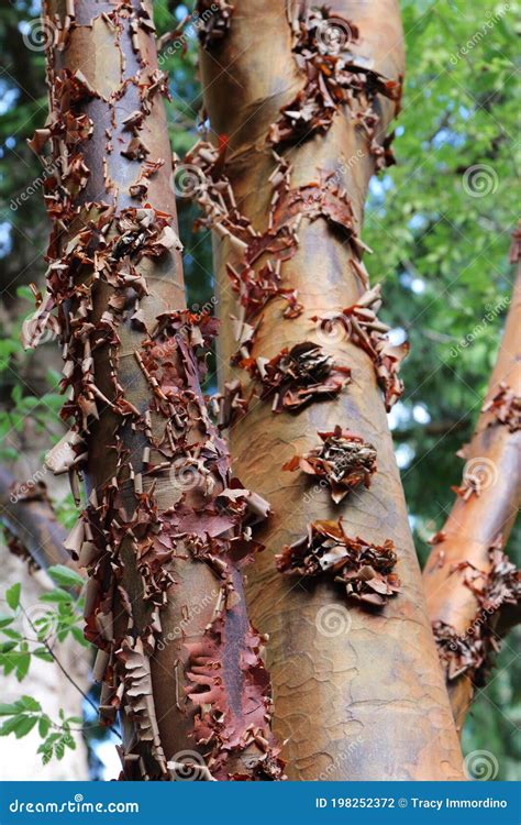 Macro Photo Of The Brown Peeling Bark Of A Paperbark Maple Tree Stock
