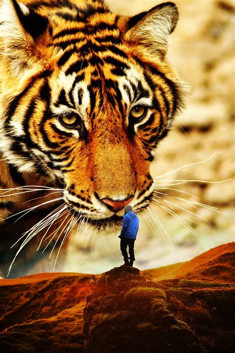 Tiger Is Watching Me Amazing Tiger Forest Jungle King Nature