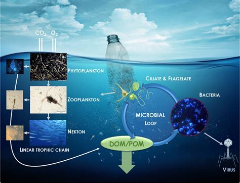 Frontiers Microbial Ecotoxicology Of Marine Plastic Debris A Review
