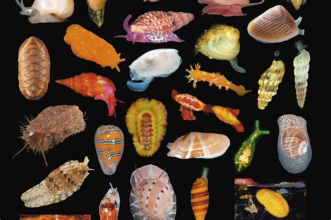 The Race To Catalogue Species Before They Disappear Discover Magazine