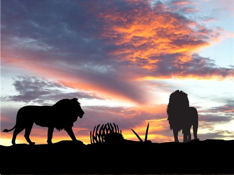 We have an extensive collection of amazing background images carefully chosen by our community. Lions Africa Silhouette Sunset, HD Animals, 4k Wallpapers, Images, Backgrounds, Photos and Pictures