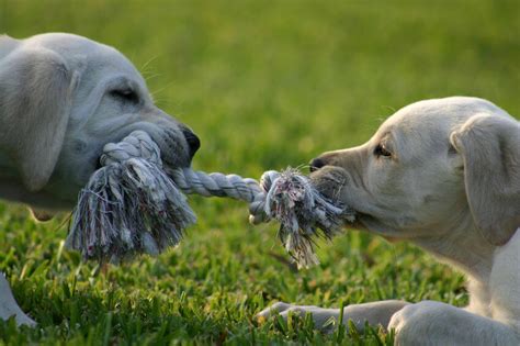 Tug Of War With Your Dog Play Safe Play By The Rules Woof Report