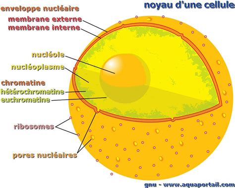 Noyau Cellulaire Définition Et Explications
