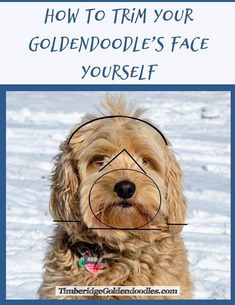 De 25 Bedste Idéer Inden For Goldendoodle Grooming På Pinterest