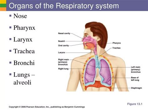 Ppt Organs Of The Respiratory System Powerpoint Presentation Free