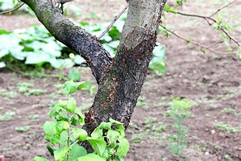 Der Stamm Eines Alten Apfelbaumes Im Garten Stockbild Bild Von Grün Nave 219868015