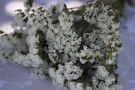 See more ideas about flowers, amazon flowers, planting flowers. Dried White Statice White Wedding Dried White Flower Bunch ...