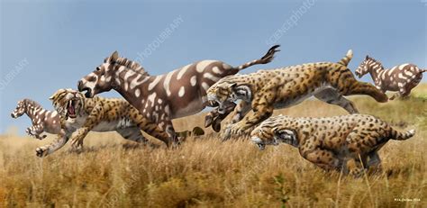 Scimitar Cats Chasing Prey Illustration Stock Image C0359967