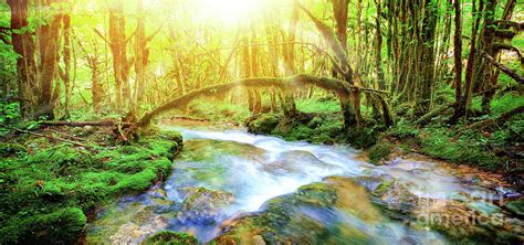 Beautiful Wild Fresh Water Stream In Forest Under Bright Sunlight